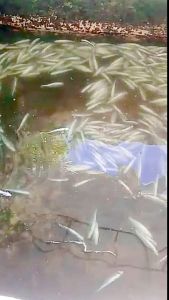 Balıklar telef oldu