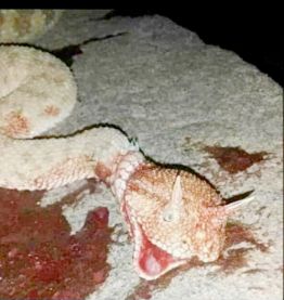 Boynuzlu yılan görüldü 