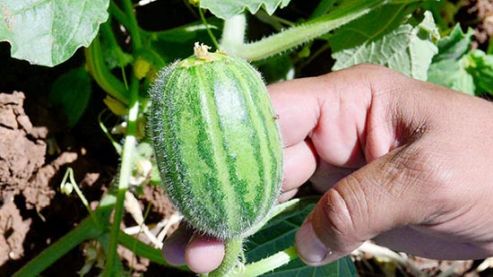 Şelengo'ya coğrafik patent başvurusu!