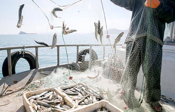 Vira bismillah dediler!