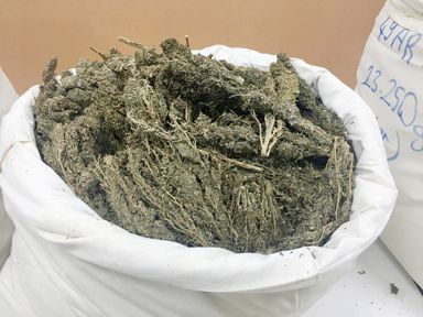 Saman çuvalında esrar!