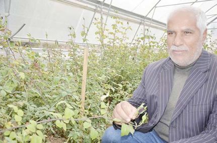 Halfeti'nin simgesi karagül daha çok kişiye ulaşacak