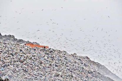 Aç kalan martılar!