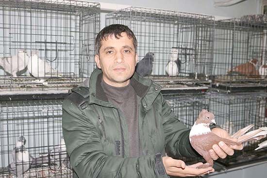 25 odalı güvercin oteli