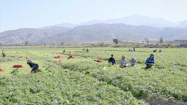 Tarım işçisinin günlük ücreti arttı