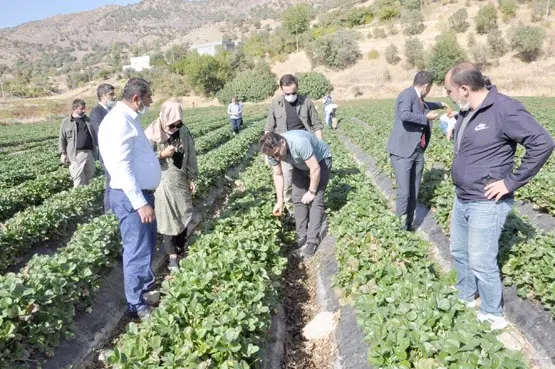 Çilek üretimi Güneydoğu'nun geneline yayılıyor