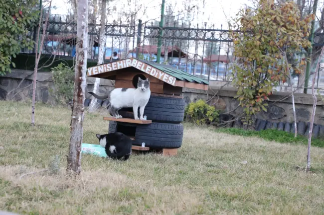 Kedi evi hazırlığı