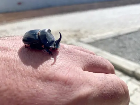 Gergedan böceği bulundu 