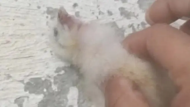 Hareket etmeyen civcive kalp masajı yaptı