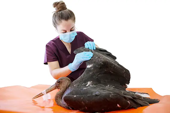 Göç dönemine kadar misafir