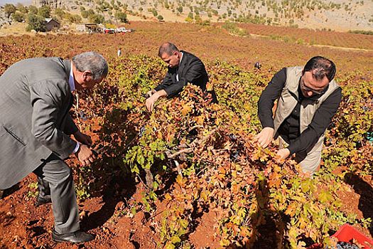 Bağbozumu start aldı