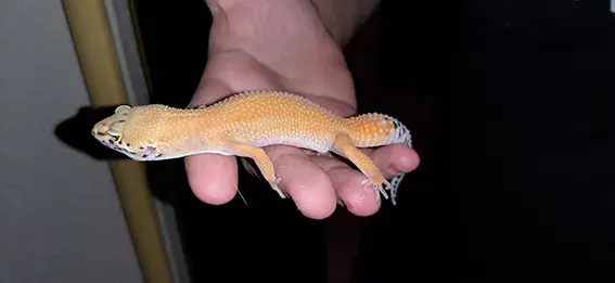 Hayvan kaçakçıları