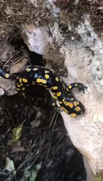 Nesli tükenmek üzere!