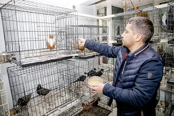 Güvercinlerin sobalı otelleri