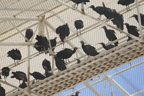 Nesli tükenme tehlikesi altındaki kelaynak ailesine 39 yavru katıldı