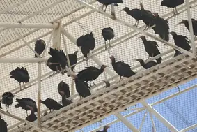 Nesli tükenme tehlikesi altındaki kelaynak ailesine 39 yavru katıldı