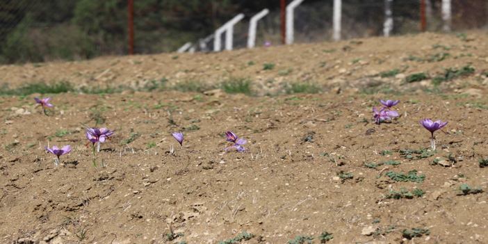 Safran tarlaları, Safranbolu'nun turizm potansiyeline güç katıyor