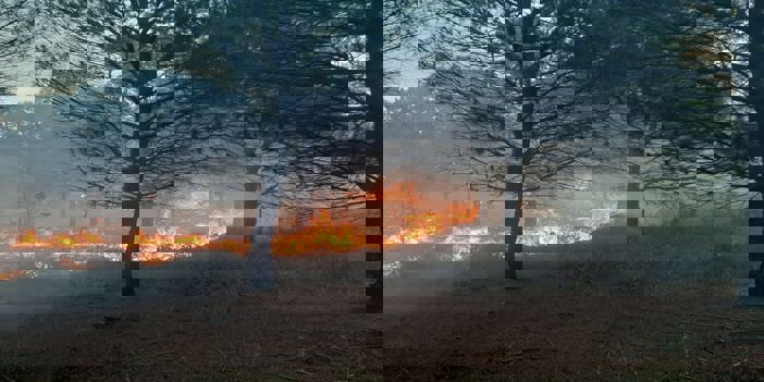 Çanakkale'de çıkan orman yangınında 2,8 hektar alan zarar gördü