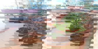 Antalya'da evinde uyuşturucu yapımında kullanılan bitki yetiştiren kişi yakalandı