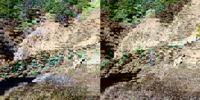 Diyarbakır'da 2 milyon 33 bin 815 kök kenevir ele geçirildi