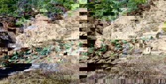 Diyarbakır'da 2 milyon 33 bin 815 kök kenevir ele geçirildi