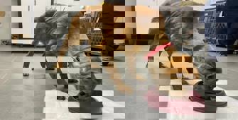 Ölmek üzereyken bulunan 