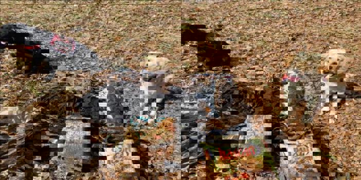 Muş'ta PKK'ya yönelik operasyonda el yapımı patlayıcı ve mühimmat ele geçirildi