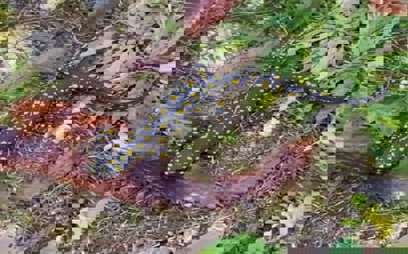 Anadolu benekli semenderi Siirt'te görüntülendi 