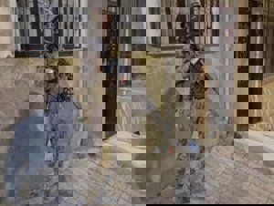 Bahis çetesine operasyon; 15 gözaltı