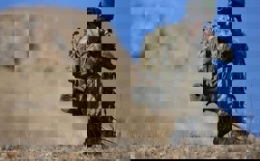 Suriye'nin kuzeyinde 4 terörist etkisiz hale getirildi