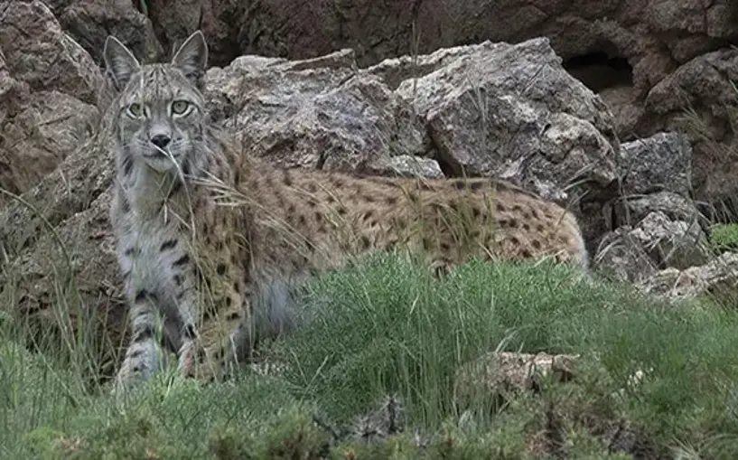 Koruma altındaki vaşak, fotokapanla görüntülendi