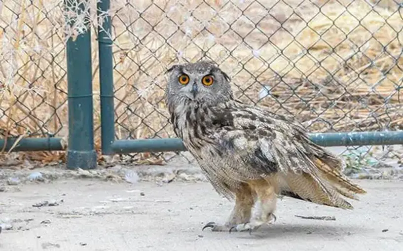 7 ilde bitkin veya yaralı bulunan nesli tehlikedeki hayvanlar, Diyarbakır’da tedavi ediliyor