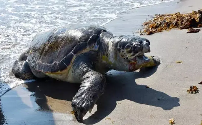 Nesli tehlike altındaki Nil kaplumbağaları koruma altında