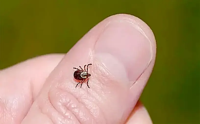 Keneye çıplak elle dokunma