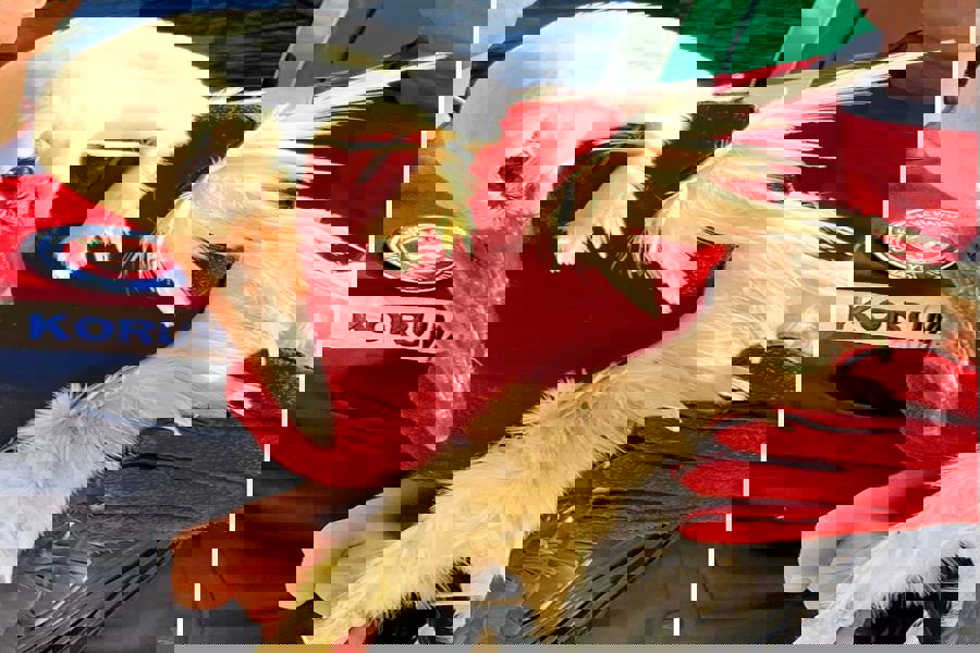 Antalya'da bitkin halde bulunan leylek tedaviye alındı