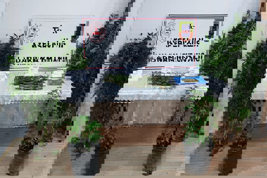 Kayseri'de evinde kenevir yetiştiren şüpheli yakalandı