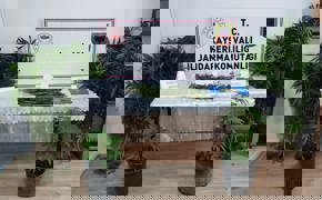 Kayseri'de evinde kenevir yetiştiren şüpheli yakalandı