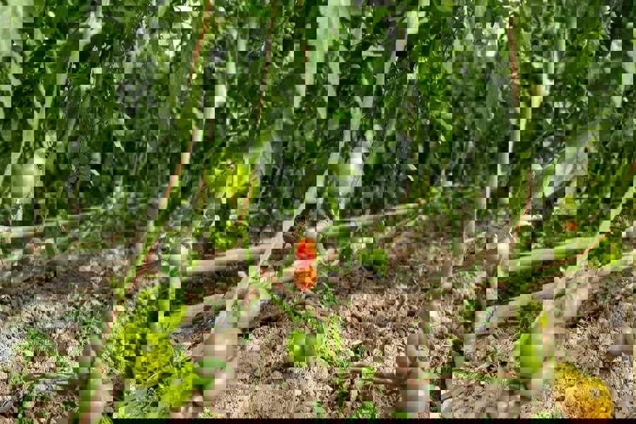 TİKA'nın Tacikistan'da kurduğu 