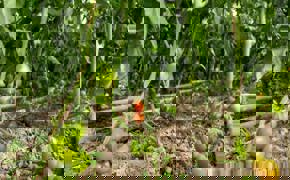 TİKA'nın Tacikistan'da kurduğu 