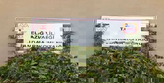 Elazığ'da 2 bin 208 kök Hint keneviri ele geçirildi