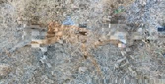 Çorum'da otomobilin çarptığı karaca öldü