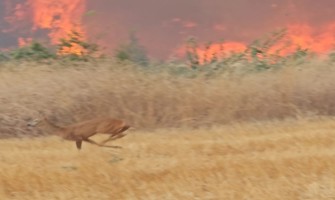 Çanakkale’deki yangın en çok onları etkiledi...Alevlerden kaçan karaca böyle görüntülendi