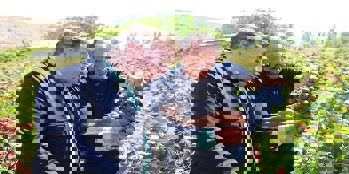 Erzincan Valisi Aydoğdu, üzüm hasadına katıldı