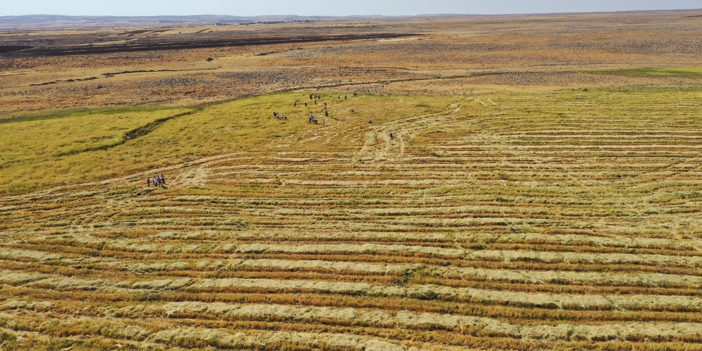 Diyarbakır'da hasat sezonu başladı