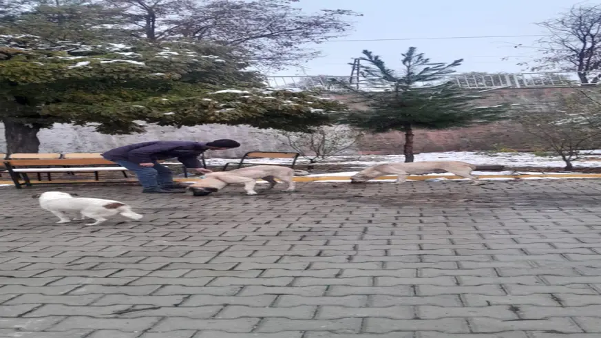 Eğil Belediyesi sokakta kalan “Can Dostları” unutmadı