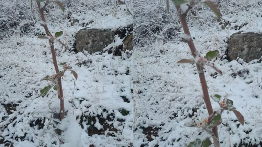 Kar yağışı altındaki elma ağacı çiçek açtı