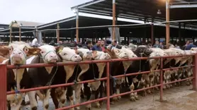 Diyarbakır Canlı Hayvan Borsası’nda ticaret kanla bitti 