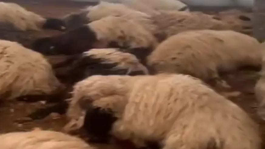 Çadırda havasız kalan 120 koyun telef oldu