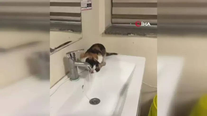 Kedi kana kana su içti