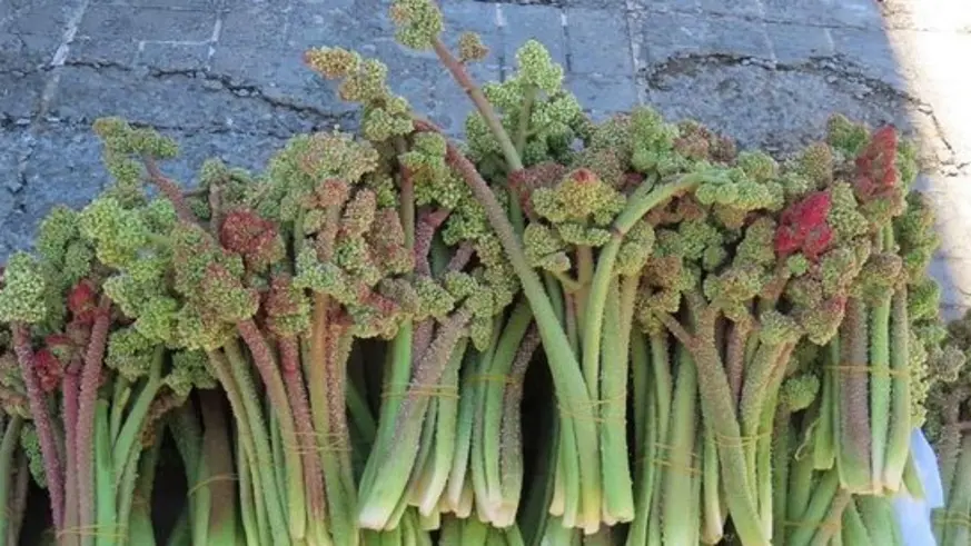 'Işkın otu' tezgâhlarda yerini aldı, Peki, Işkın otu nedir? Nasıl tüketilir? Hangi hastalıklara iyi gelir? Faydaları nelerdir? 